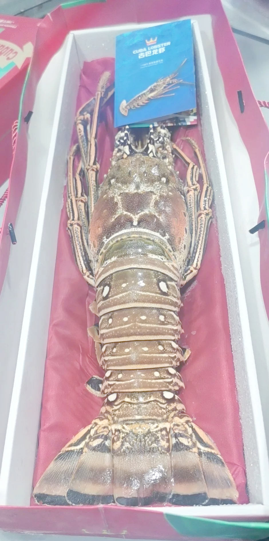 古巴龙虾做法